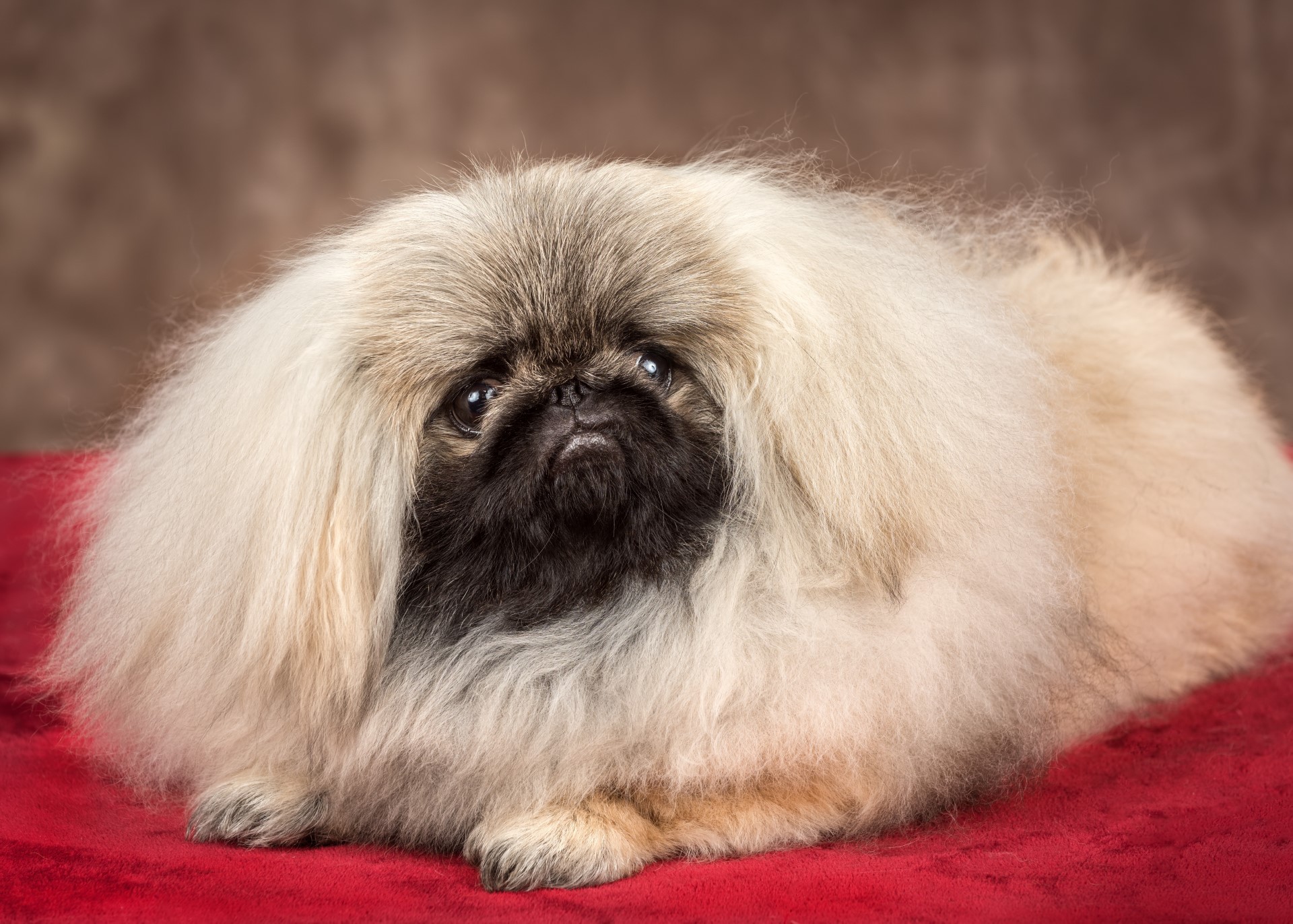 The Pekingese Breed Standard Pekipedia