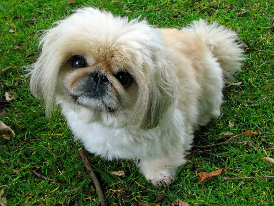 pekingese, dog, pet