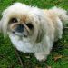 pekingese, dog, pet