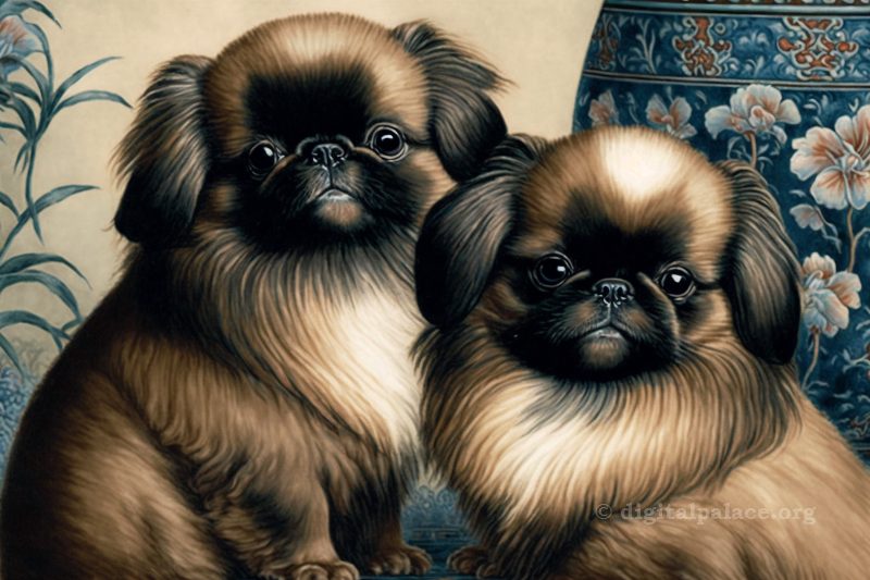 A Brief History of The Pekingese