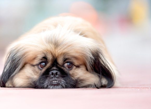 Say Goodbye to Tear Stains: How to Keep Your Peke’s Eyes Clean and Bright Say Goodbye to Tear Stains: How to Keep Your Peke’s Eyes Clean and Bright