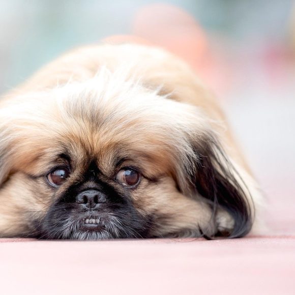 Say Goodbye to Tear Stains: How to Keep Your Peke’s Eyes Clean and Bright