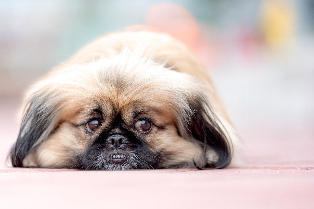 Say Goodbye to Tear Stains: How to Keep Your Peke’s Eyes Clean and Bright