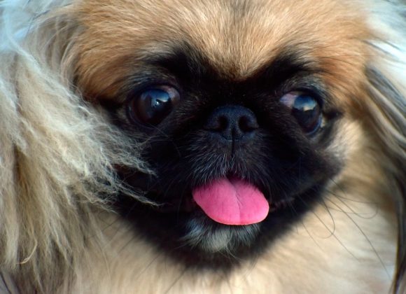 Pekingese vs. Other Toy Breeds: What Makes Them Stand Out? pekingese, fluffy, female dog, pup, pekingese, pekingese, pekingese, pekingese, pekingese