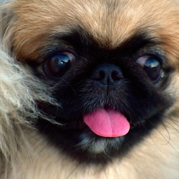 pekingese, fluffy, female dog, pup, pekingese, pekingese, pekingese, pekingese, pekingese