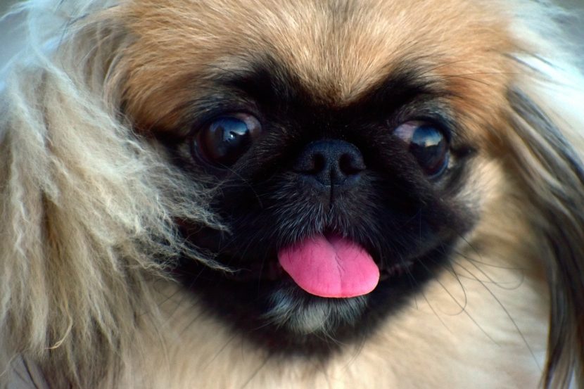 pekingese, fluffy, female dog, pup, pekingese, pekingese, pekingese, pekingese, pekingese