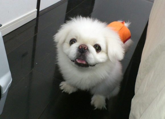 Flying with Your Furbabies: Air Travel Tips for Pekingese Parents dog, lion maru, pekingese, lair, today i got this, today's dogs, pekingese, pekingese, pekingese, pekingese, pekingese