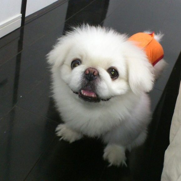 dog, lion maru, pekingese, lair, today i got this, today's dogs, pekingese, pekingese, pekingese, pekingese, pekingese