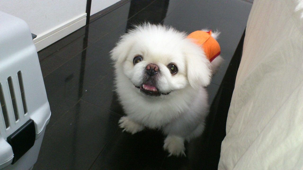 dog, lion maru, pekingese, lair, today i got this, today's dogs, pekingese, pekingese, pekingese, pekingese, pekingese