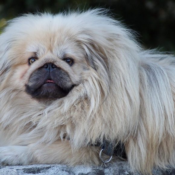 Arthritis and Joint Problems in Pekingese Dogs