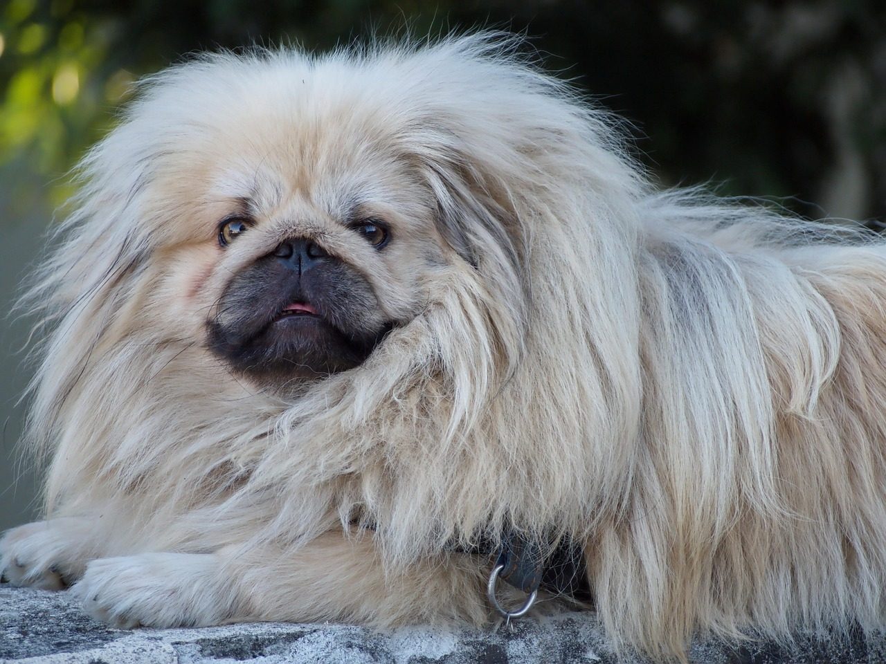 Arthritis and Joint Problems in Pekingese Dogs