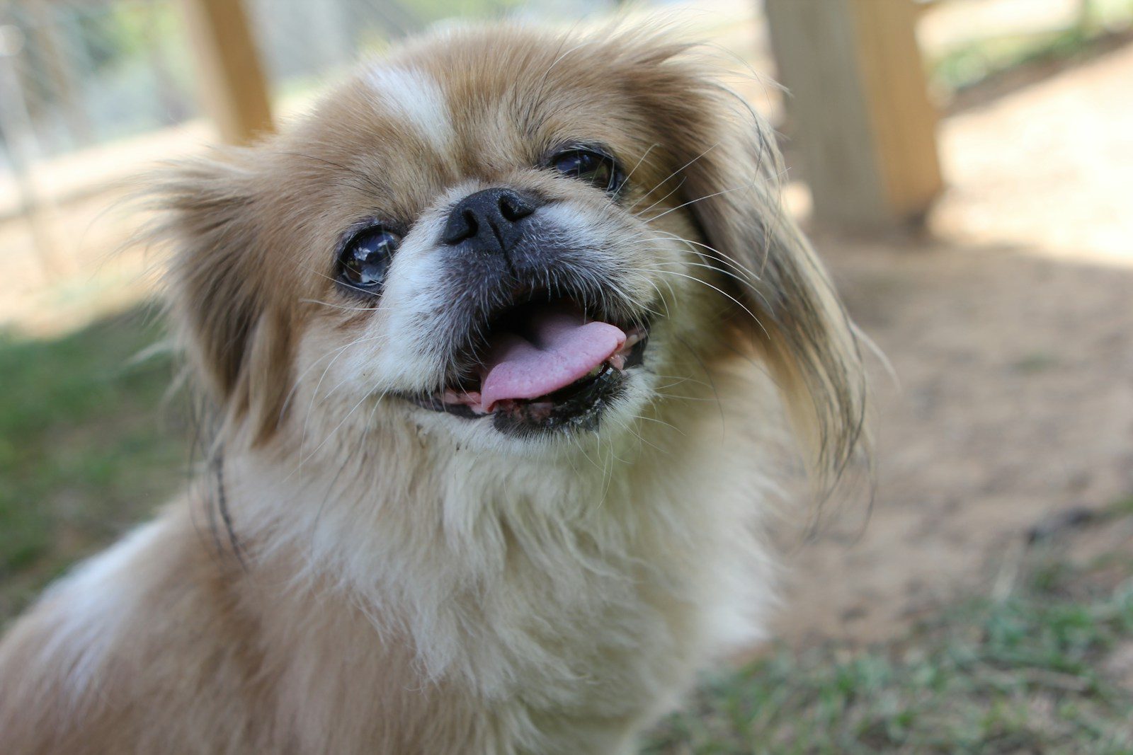 Hearing Loss in Pekingese Dogs: Diagnosis, Treatment, and Long-Term Care
