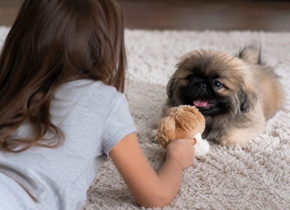 peke_and_little_girl