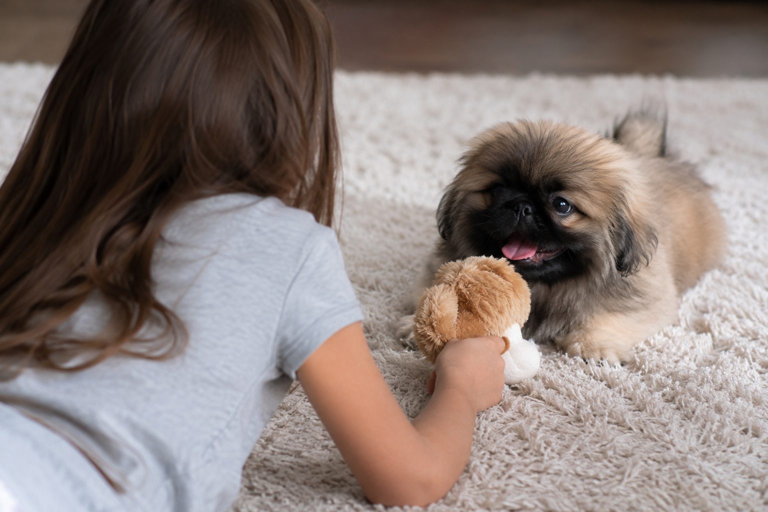 peke_and_little_girl